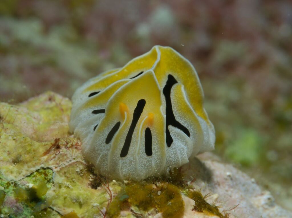 ユキヤマウミウシ