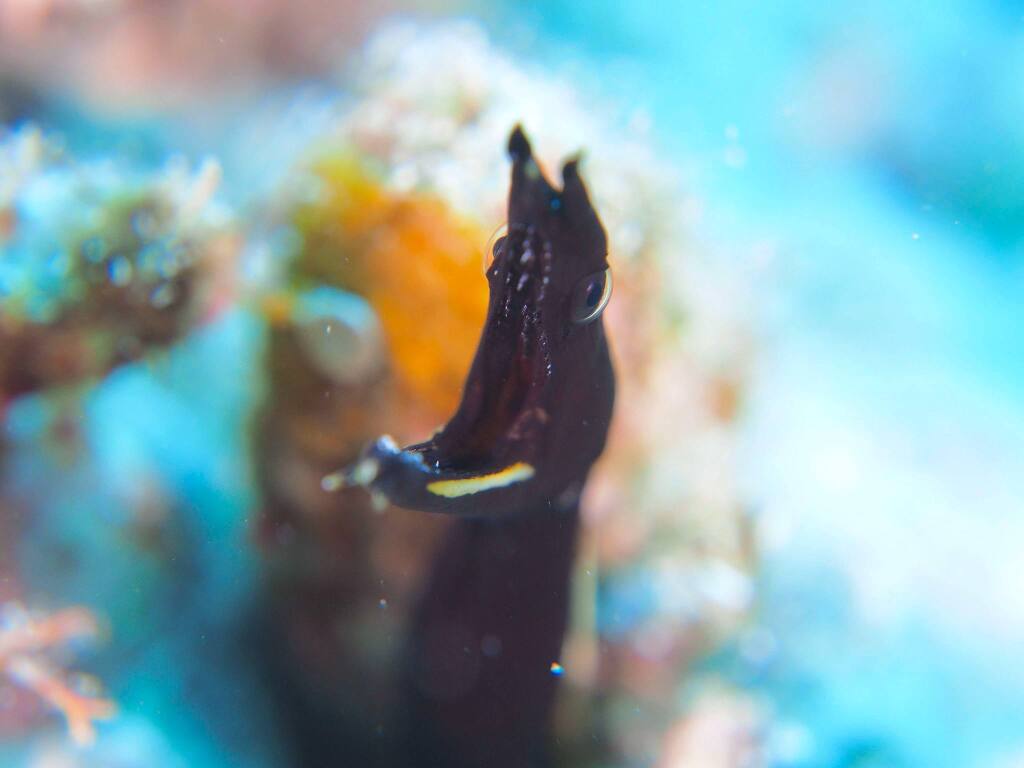 ハナヒゲウツボyg
