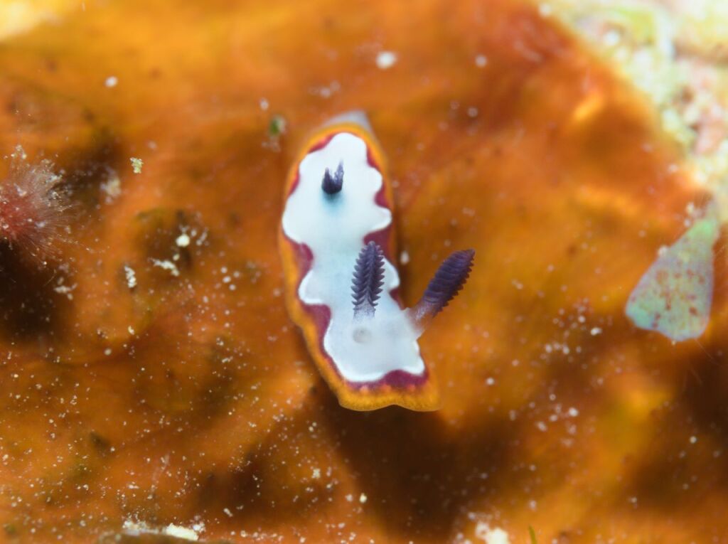 フジムスメウミウシ