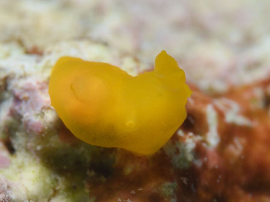ヒメキヌハダウミウシ