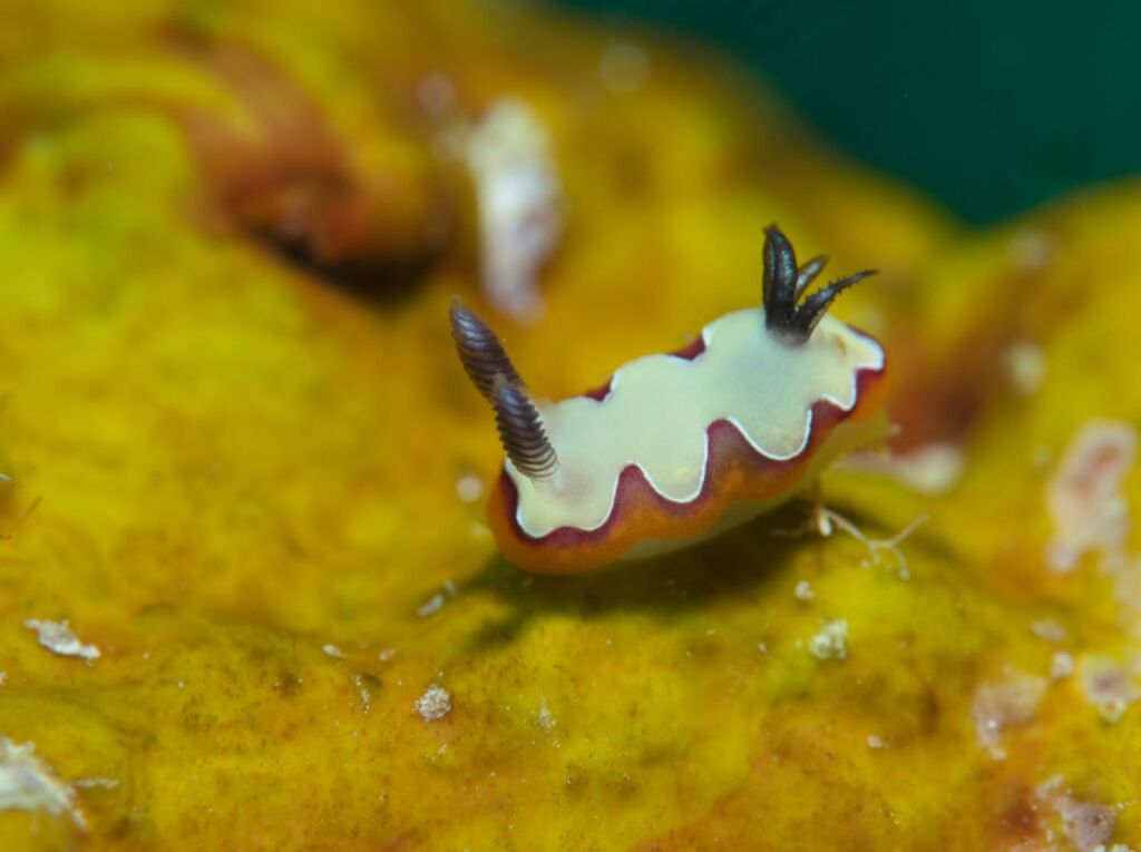 フジナミウミウシ