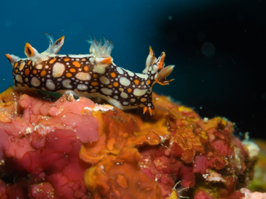 ヒオドシユビウミウシ