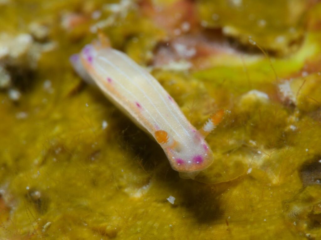 ニヨリセトイロウミウシ