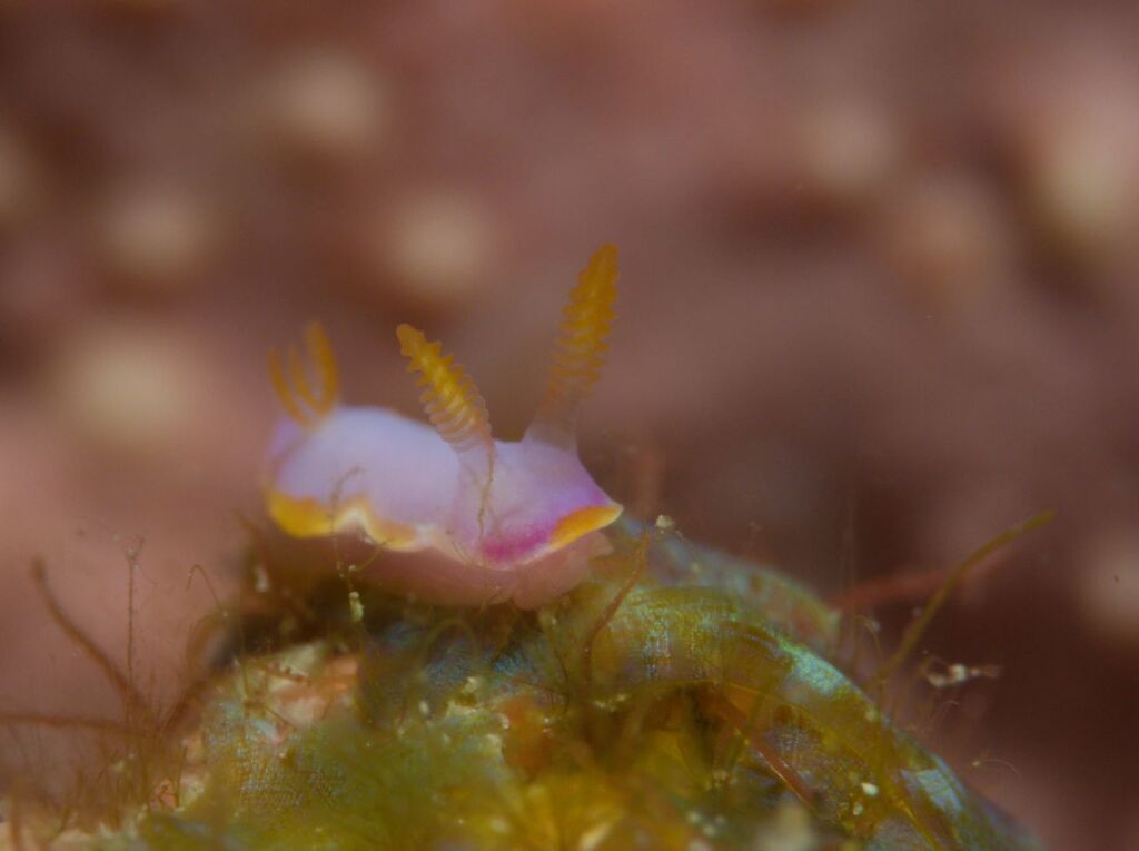 カトレアウミウシ