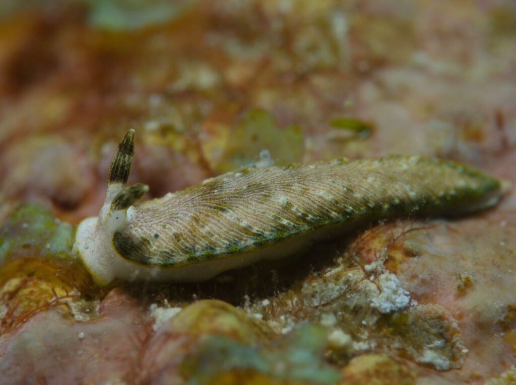 カキシブオトメウミウシ