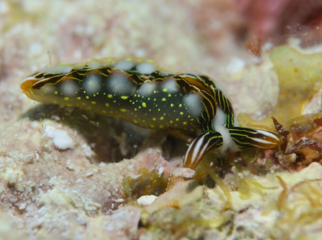 ハナミドリガイ