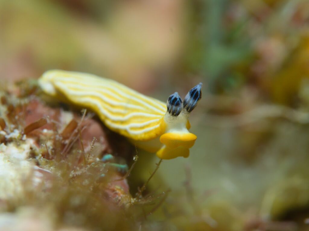 キシマオトメウミウシ