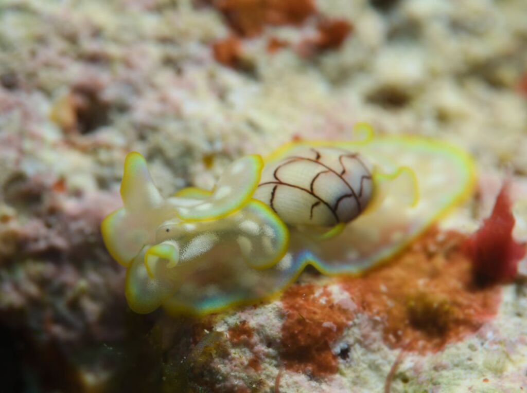 ワタユキシボリガイ