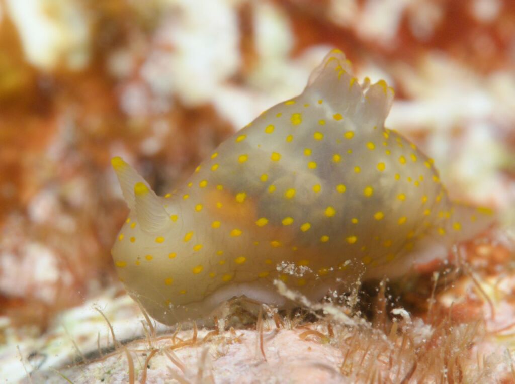 スカシキヌハダウミウシ