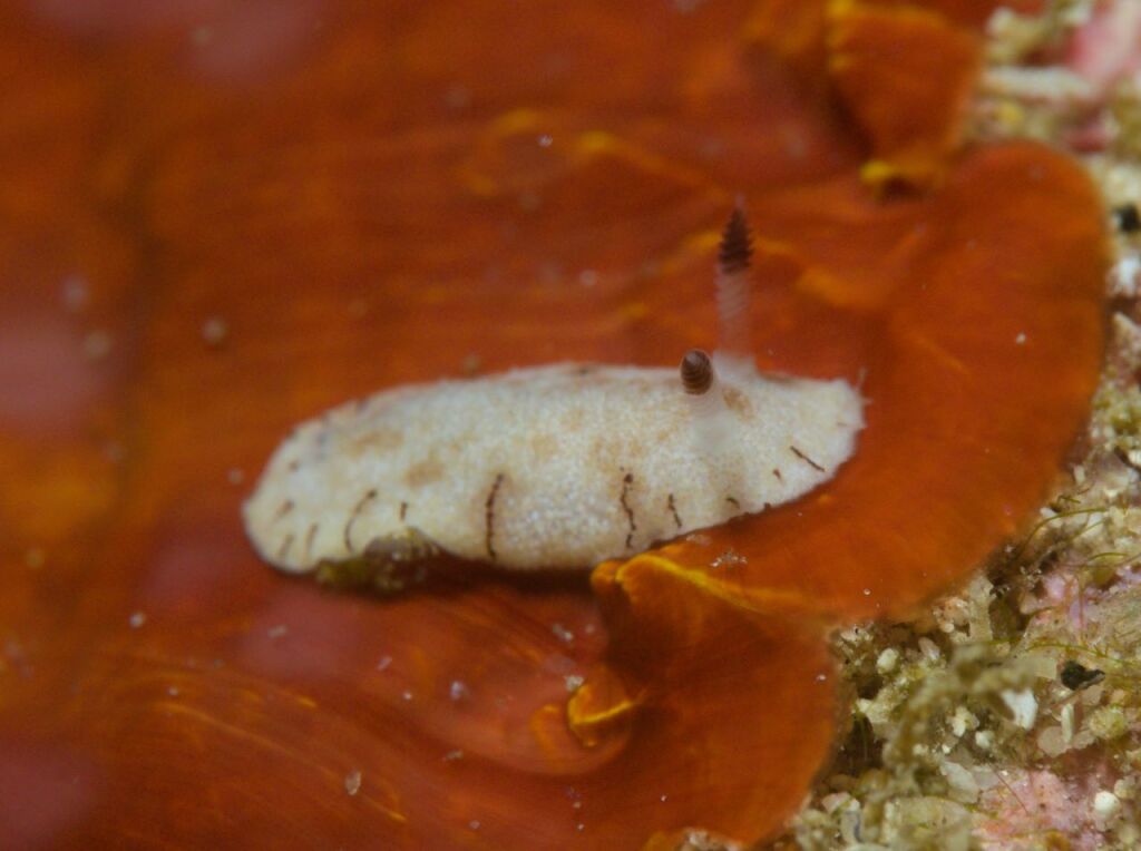 ツルガウミウシ属の一種