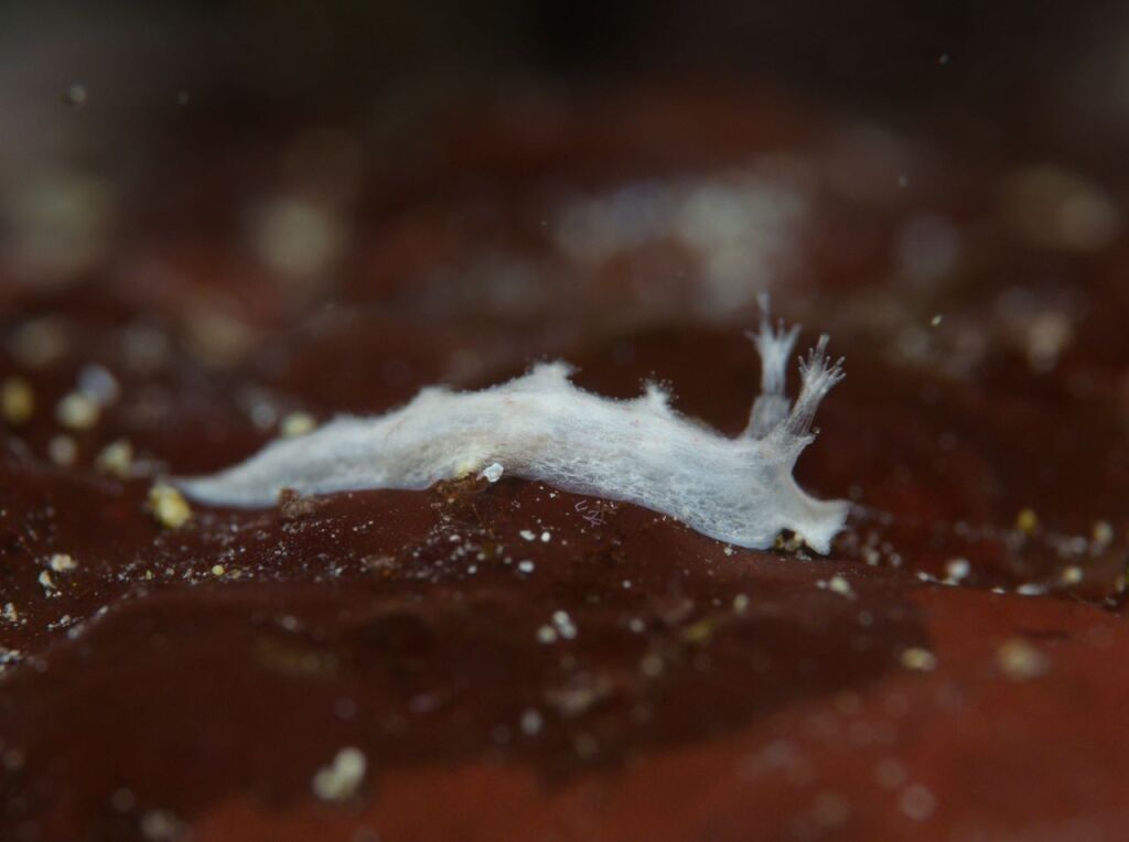 シロハナガサウミウシ