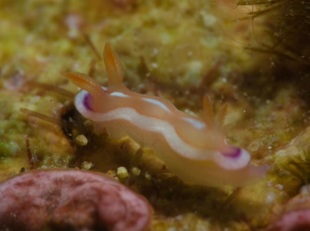 クラサキウミウシ