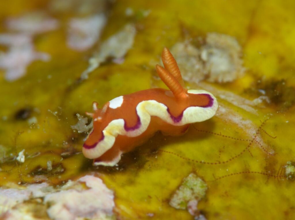 キベリアカイロウミウシ