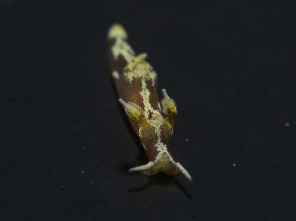 モウサンウミウシ