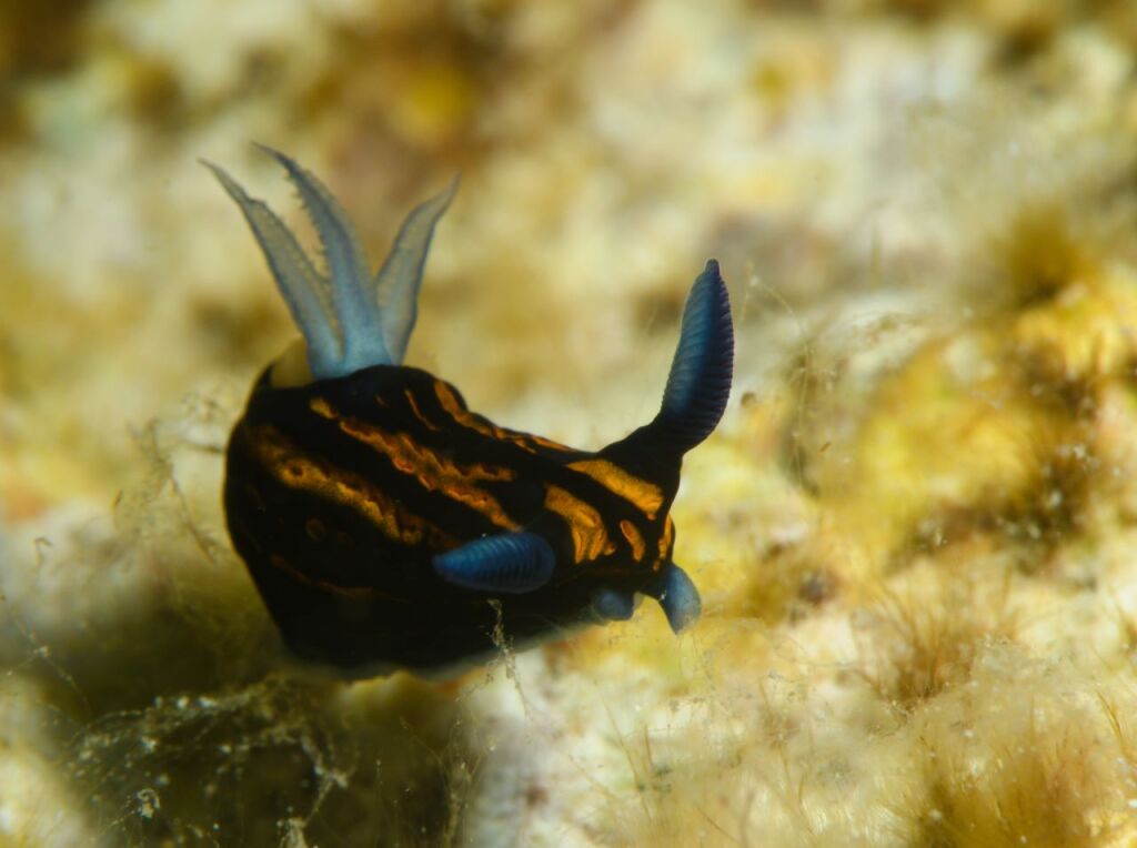 リュウグウウミウシ