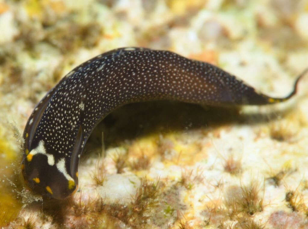 アカボシツバメガイ