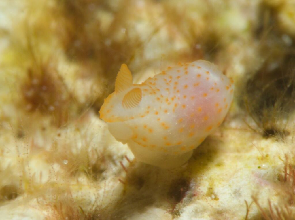 ジムノドーリス・ビコーロル Gymnodoris bicolor