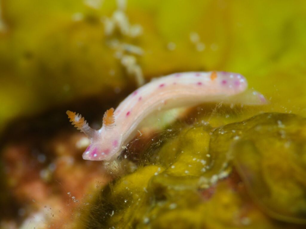 ニヨリセンテンウミウシ