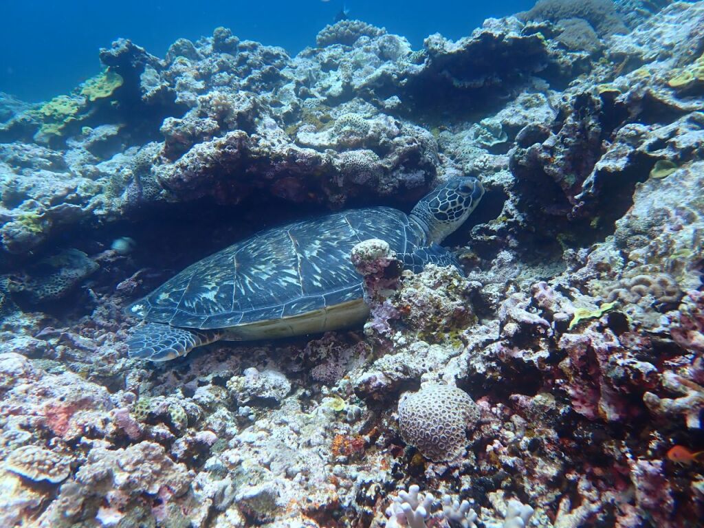 アオウミガメ