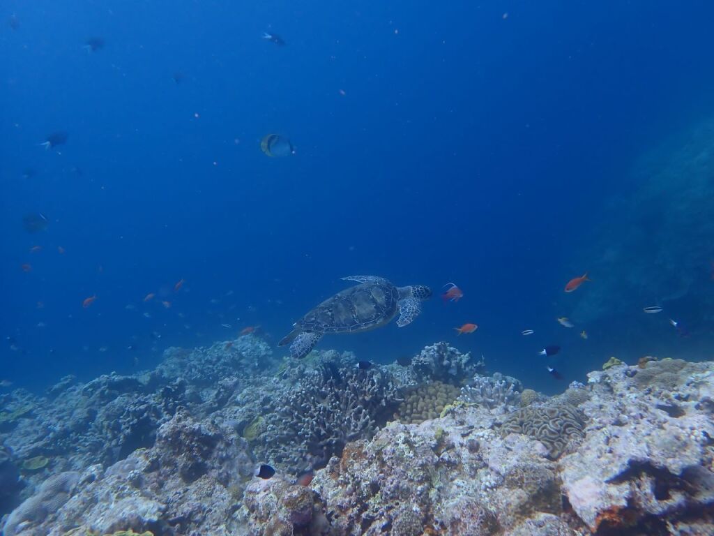 アオウミガメ