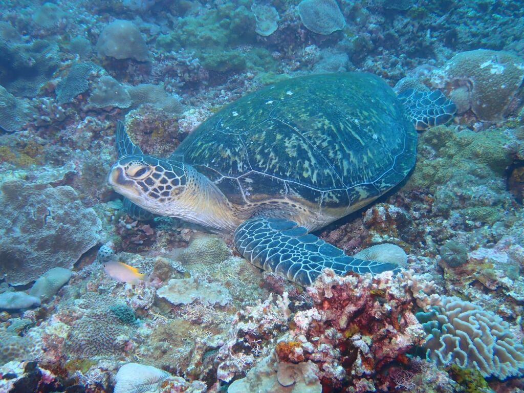 アオウミガメ