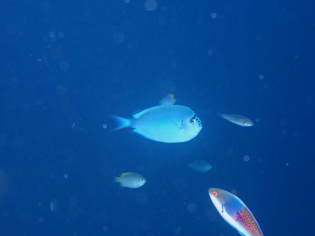 ヒレナガヤッコ