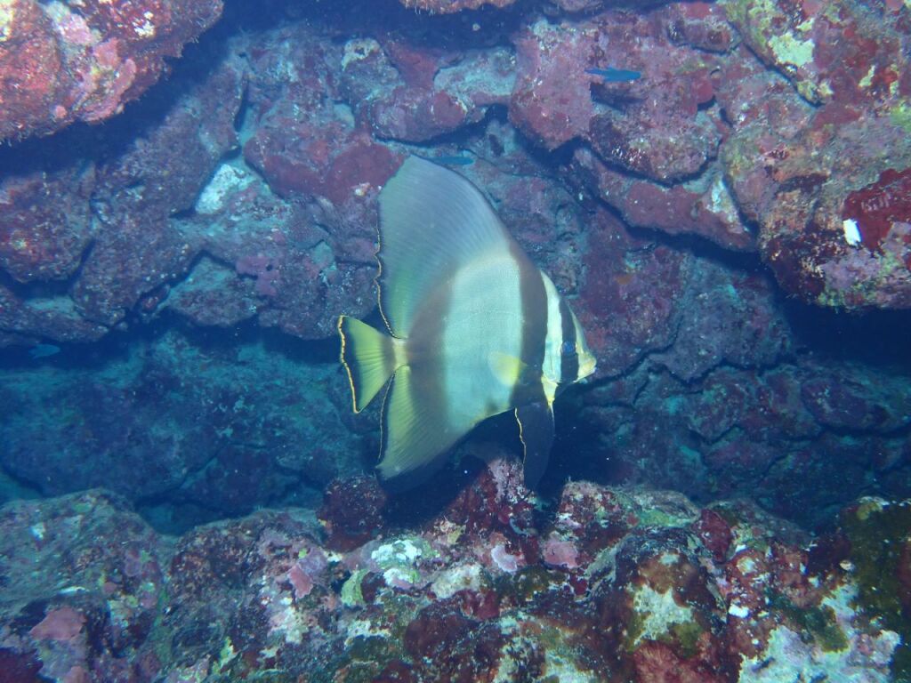 アカククリ