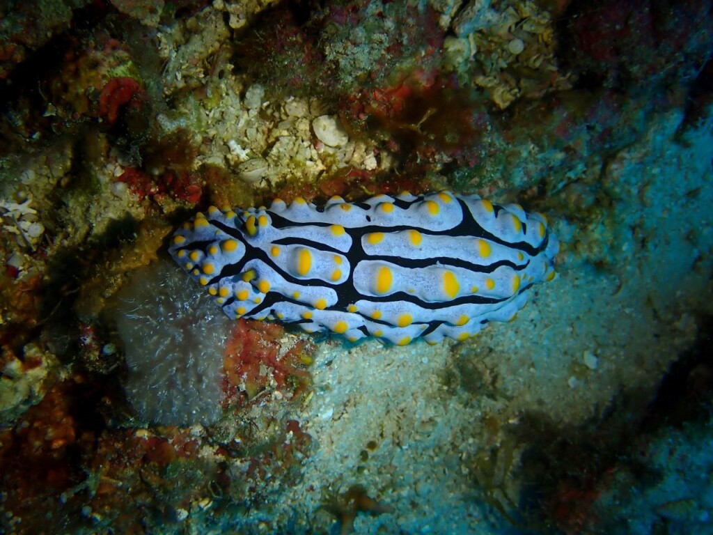 タテヒダイボウミウシ