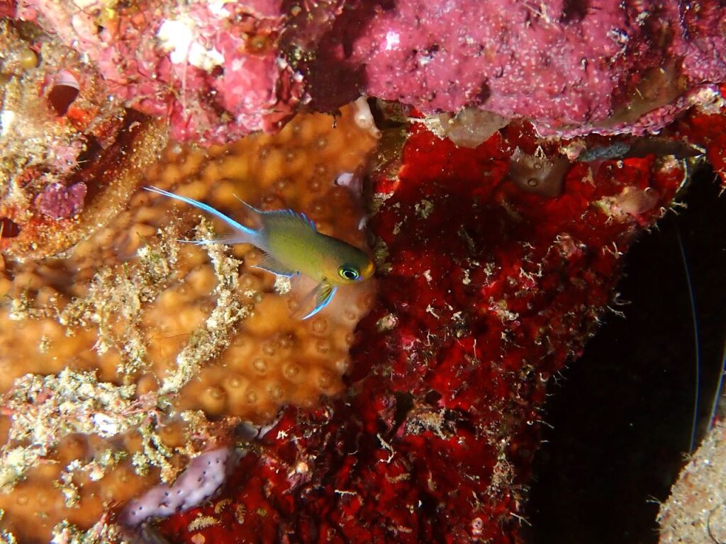 マルスズメダイの幼魚