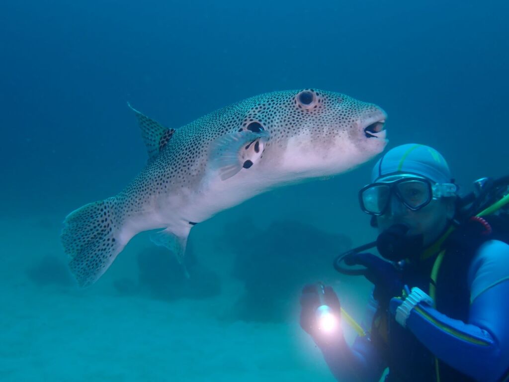 モヨウフグ