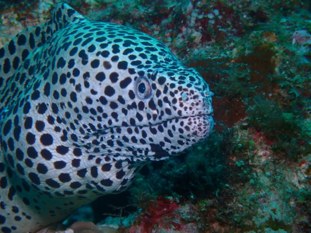 ニセゴイシウツボ