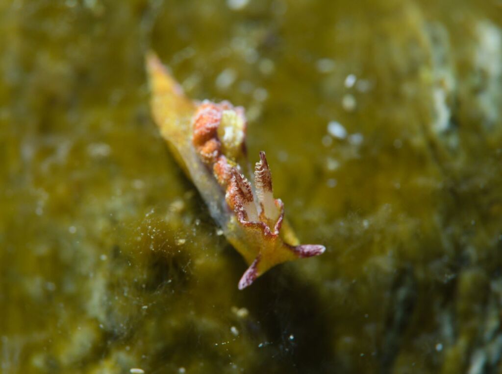 チャトラネコジタウミウシ