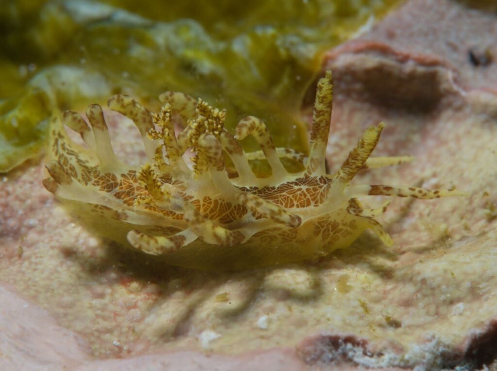 セラトドーリス・ランバット Ceratodoris lambat