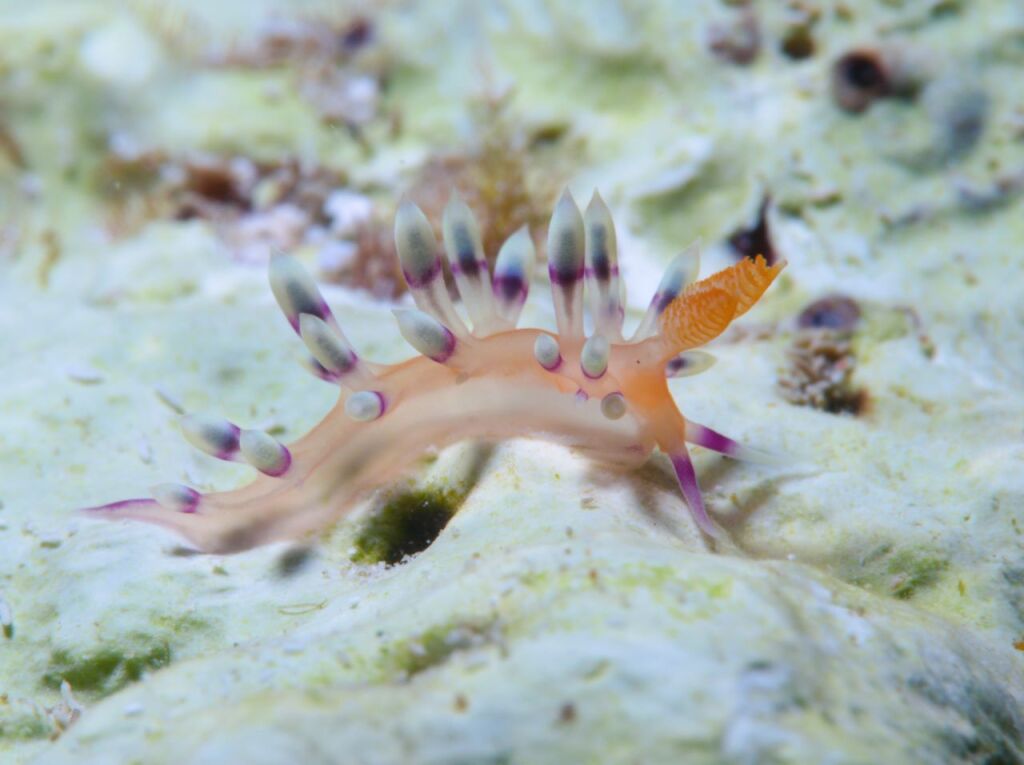 アデヤカミノウミウシ