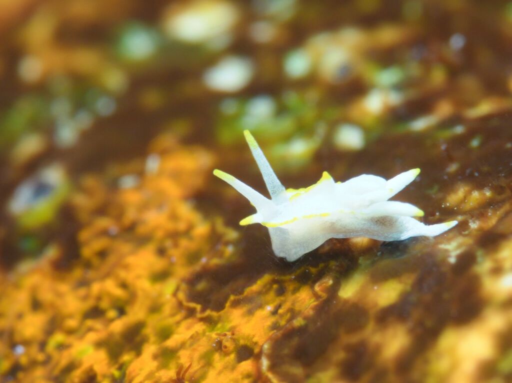 コトヒメウミウシ