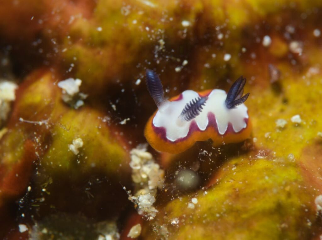 フジナミミウシ