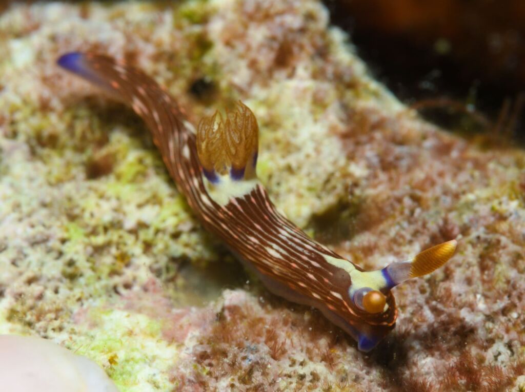トウモンリュウグウウミウシ