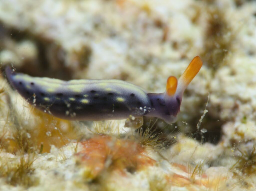 ヨゾラミドリガイ