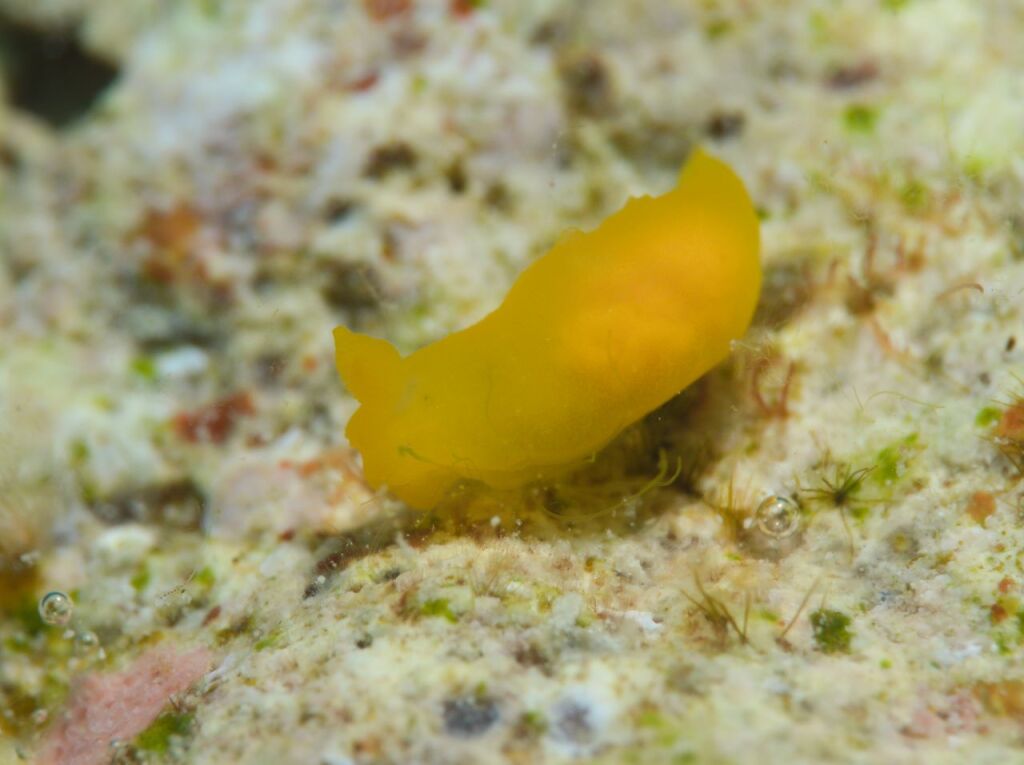 ヒメキヌハダウミウシ