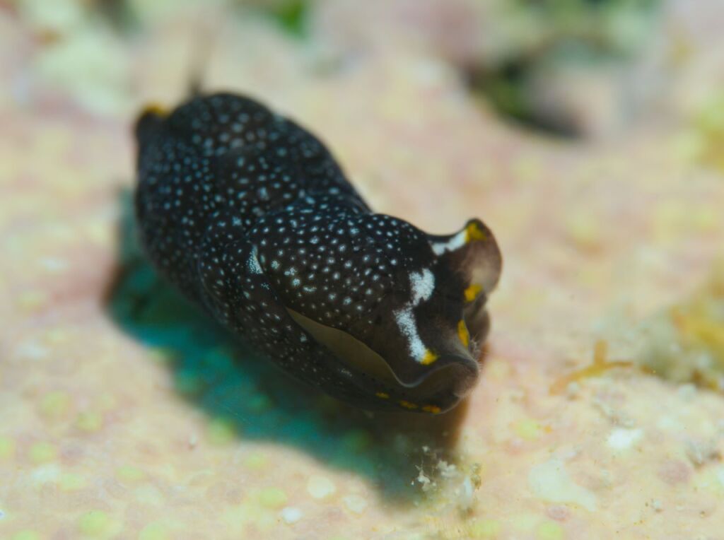 アカボシツバメガイ