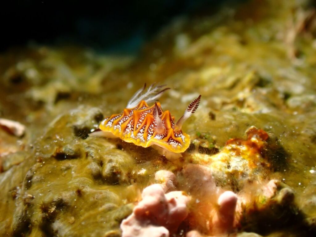 モザイクウミウシ