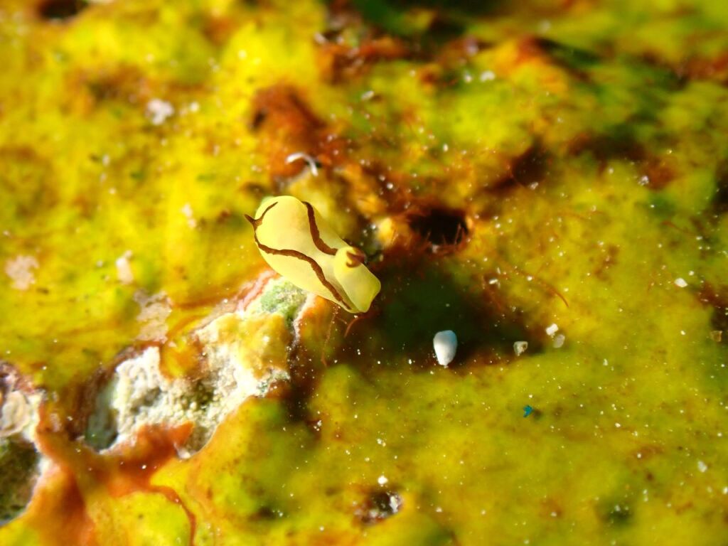 オレンジウミコチョウ