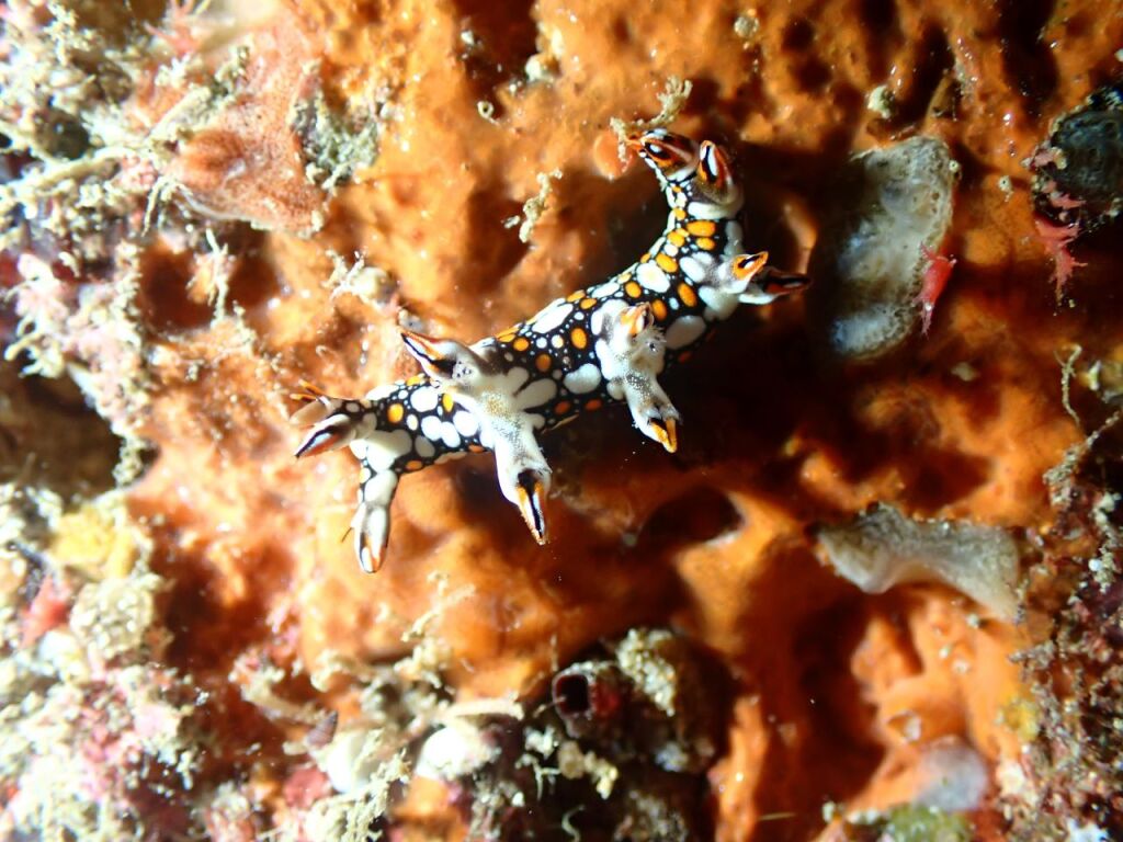 ヒオドシユビウミウシ