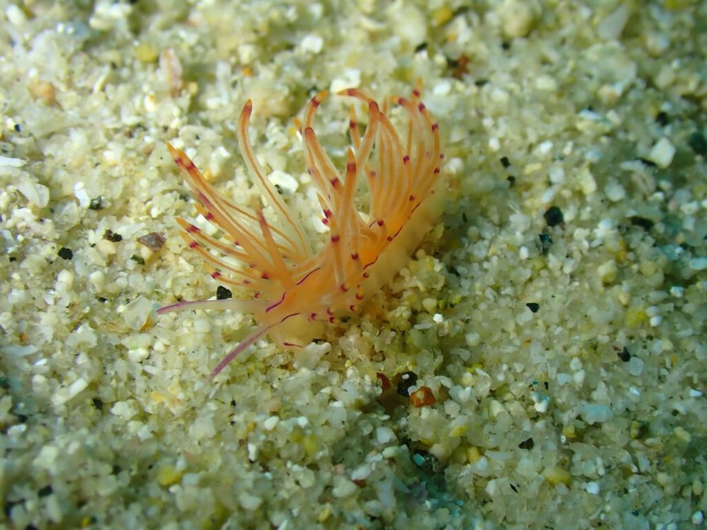 セスジミノウミウシ