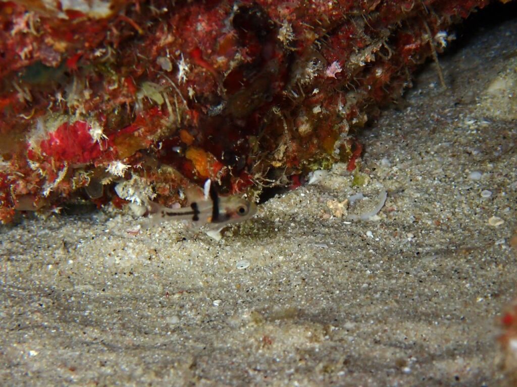 フタスジアカヒレイシモチ幼魚