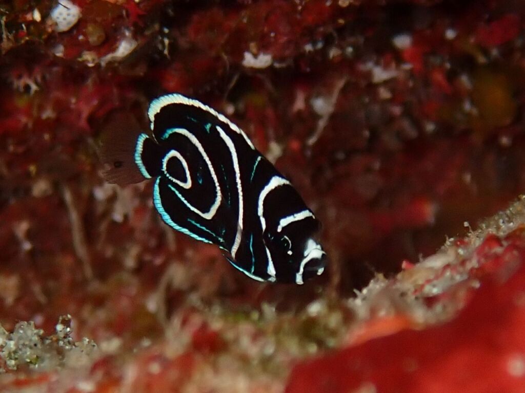 タテジマキンチャクダイの幼魚