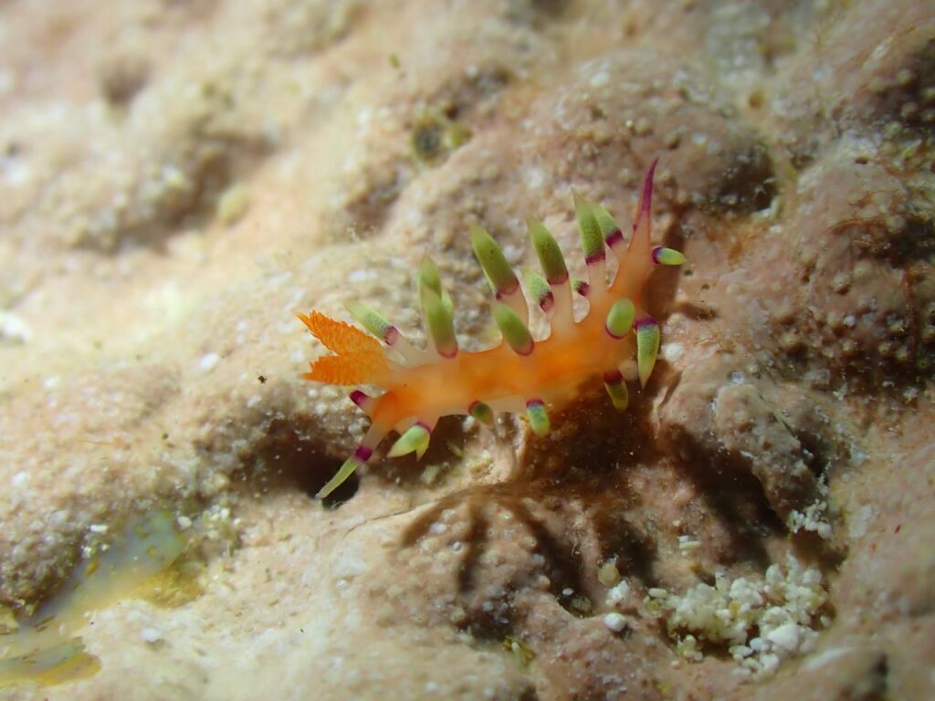 アデヤカミノウミウシ