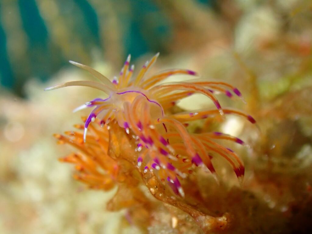 セスジミノウミウシ