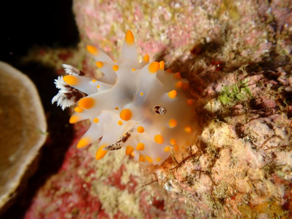 コンペイトウウミウシ