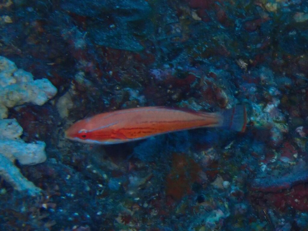 クジャクベラ　オス